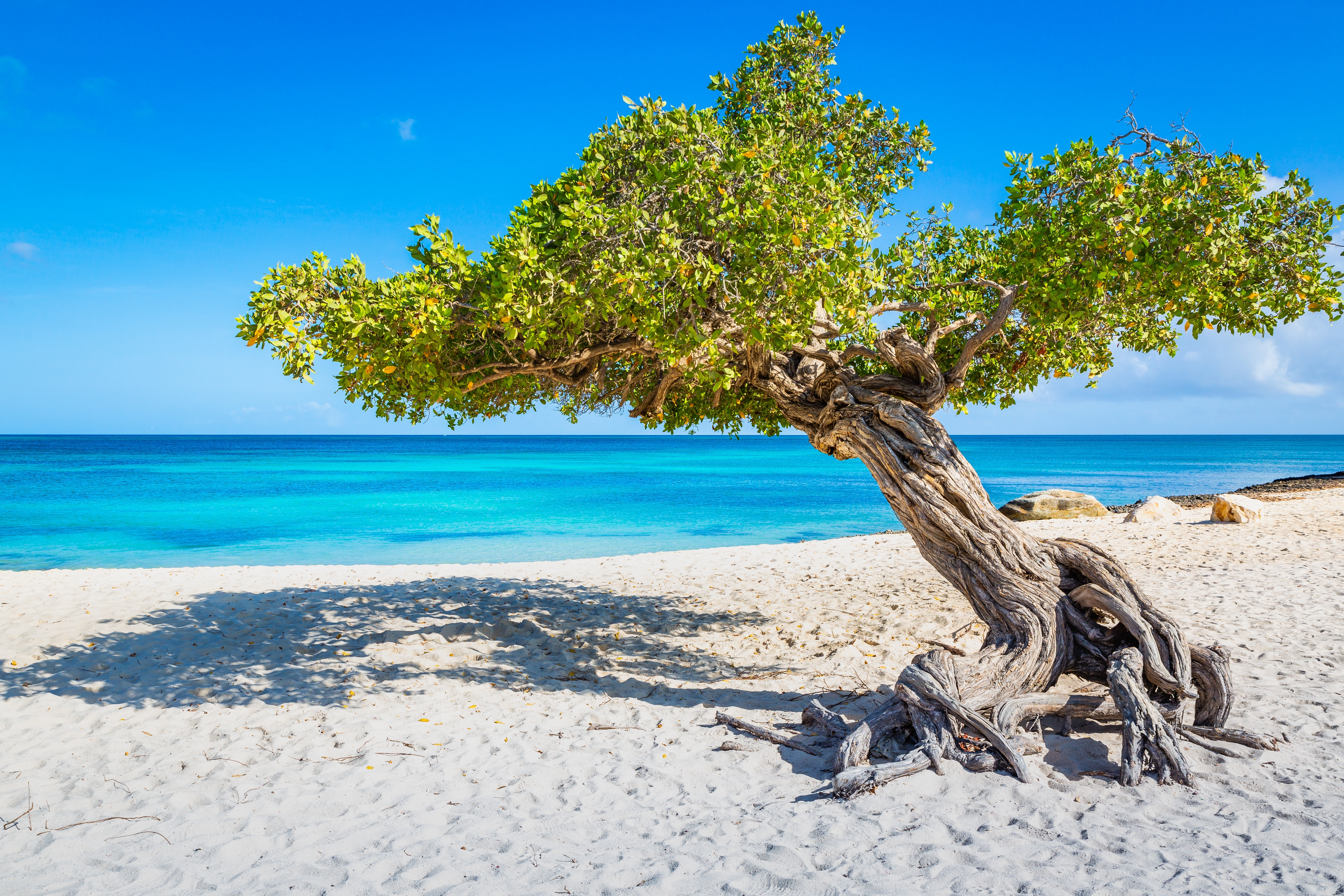 Baum am meer